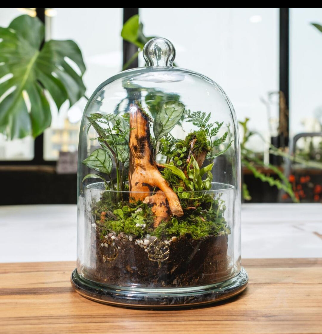 Terrarium On Flipkart for living room... "Affiliate link"